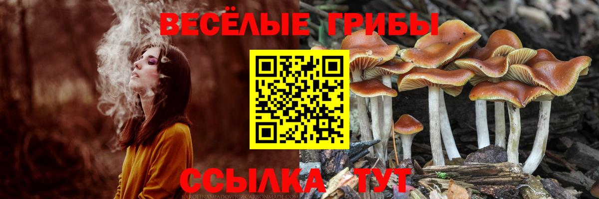 Псилоцибиновые грибы Psilocybe  Вход с VPN  Галлюциногенные грибы мицелий  Нурлат 